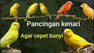 Download lagu Pancingan kenari agar cepat bunyi