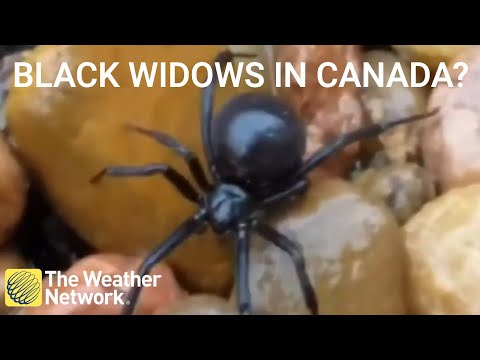 Venomous Black Widow Spiders In Canada
