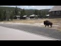 Buffalo running through parking lot at Yellowstone National Park near Old Faithful