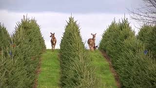 Why your Christmas tree may cost more this year