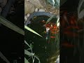 Blumige Grüße - den Fischen zu Füsse !