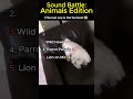 You’ve NEVER Heard Animals Like This Before! 🔥 Sound Battle Chaos 😂🐶🐱 #funny #hilariousfails