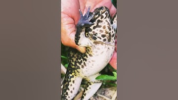 Ếch Già Đã Dính Khi Cắm Câu Ở Cái Hầm Lâu Năm Này | #duymientay