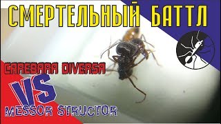 Смертельная схватка баттл. Муравьи солдаты: Carebara diversa vs Messor structor