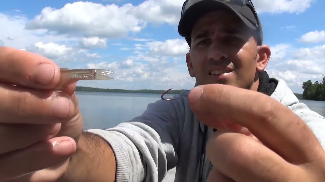 This is how you rig a fathead minnow on a single hook
