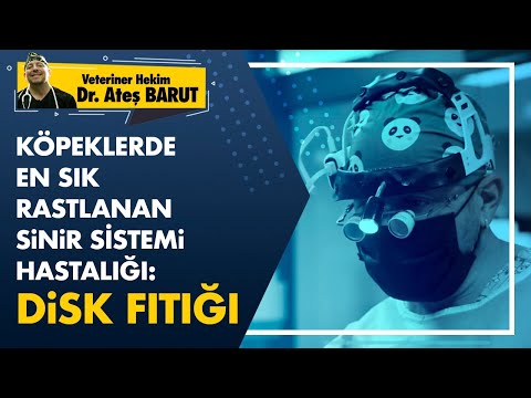 Video: Köpeğimin Köpek İntervertebral Disk Hastalığı Varsa Felç Olacak mı?