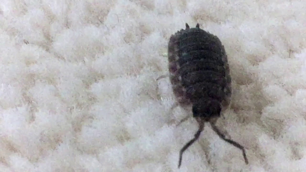 Sow Bug On A Mission In My House Oniscidea Youtube