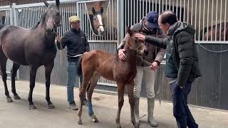 Cuba La Bella et sa foal prêtes à partir pour l'Angleterre