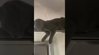 Cozy Cat Sitting on Top of Shower’s Cabin Frame