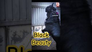 Black Beauty Kota*Malwa | JD Goat Farm