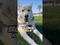 You Found Me Germanshepherd Cute Viralshort Fypviralシ 