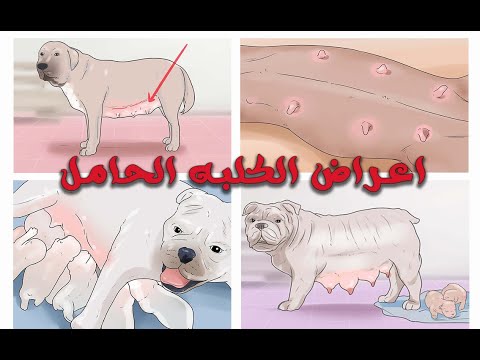 فيديو: كيف تتحقق إذا كانت كلبتك حامل أم لا