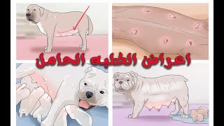  ازاي تعرف ان كلبتك حامل - اعراض الحمل عند الكلاب.