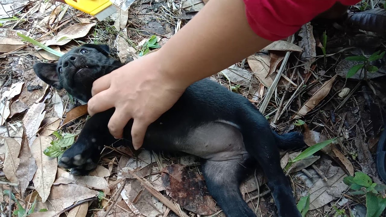 Ubat Kutu Anjing - Sarumpf