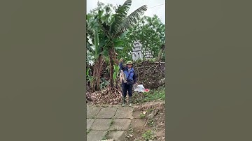 Ngay núc này Câu hóng Cống Hương đã lên cá#câucásông#fishing#shorts