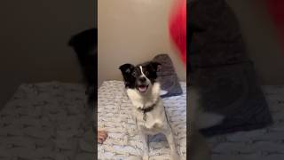 Jumpy girl  #bordercollie #cute #funny #foryou #dog #tiptoe #trending #viral #puppy #play