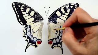 Watercolor Butterfly Tutorial Preview