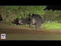       valparai  bear attack