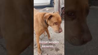 dostum olmaz hasmım yaşamaz... 🤔sanayi bekçisi 😚 Resimi