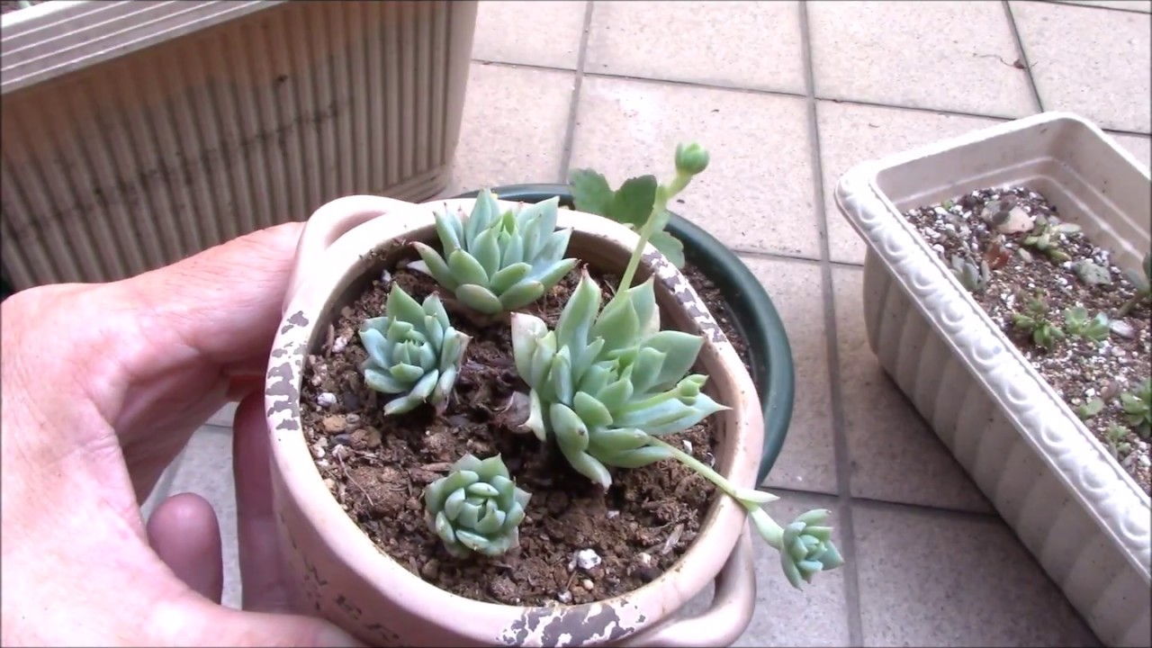 多肉植物ビデオ図鑑 ランナーで増えるマクガドリーの植え替え Succulent Plants Japan Youtube