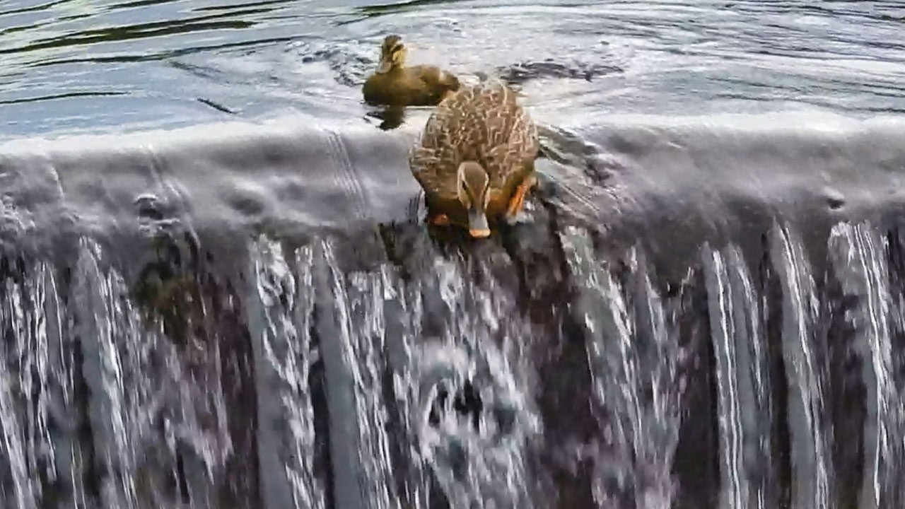 Duck Family 0623G🦆母カモが1羽のヒナを置いて飛び去った理由は？鵜が