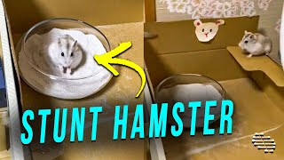 Hamster Pulls a Nice Dive Into a Bowl off Cardboard Ledge