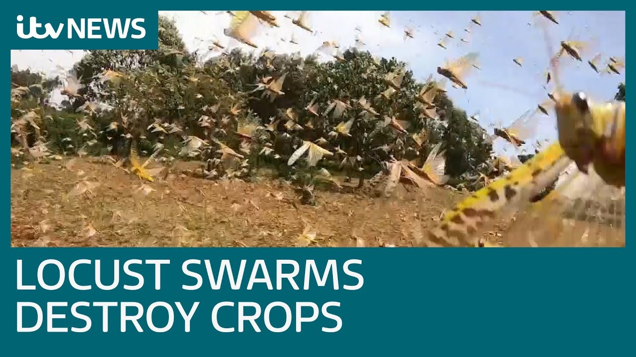 Des criquets dtruisent les rcoltes et laissent les agriculteurs impuissants au Kenya  Actualits ITV