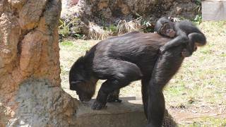 Hayate is riding in the very last possible spot. Tama Zoo