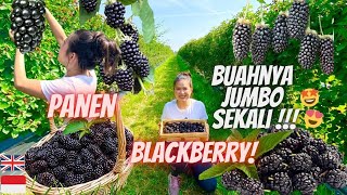 No Churn Blackberry Ice Cream | Gluten Free