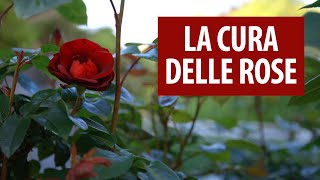 LA CURA DELLE ROSE / Trattamenti di Primavera