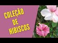 PLANTA QUE DÁ FLORES O ANO INTEIRO/ Veja minha coleção de HIBISCOS