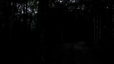 Fireflies in the Bois-de-Liesse Forest