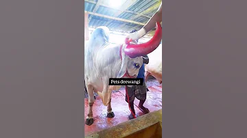biggest ox horn colouring 2022 #gowalbari #shorts #trending