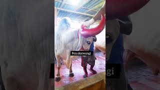 biggest ox horn colouring 2022 #gowalbari #shorts #trending