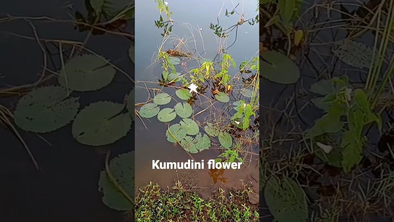 kumudini flower. Indian herbs for health YouTube