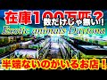 【ショップ訪問】在庫100万匹⁉︎数も凄いが質も凄い生き物がいるお店！熱帯魚アクアリウム　爬虫類　哺乳類