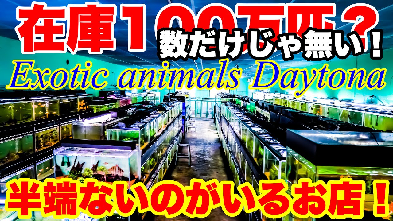 Shop Visit] A shop with an incredible number of creatures and