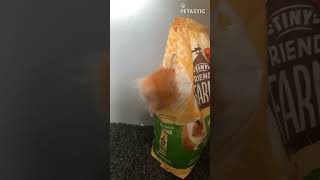 Naughty Hamster Gets Caught Trying To Steal Food || PETASTIC 🐾