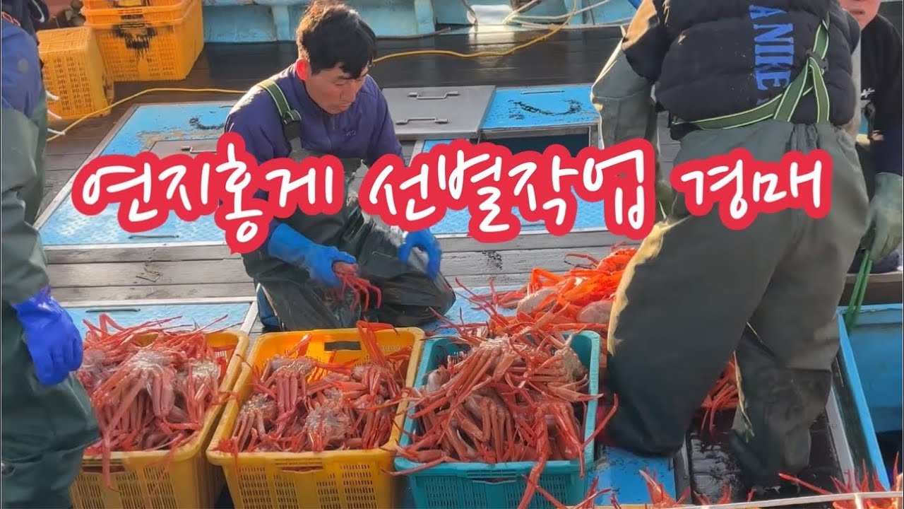 연지홍게 선별작업 경매 새벽에 홍게 보로 구룡포왔습니다 - YouTube