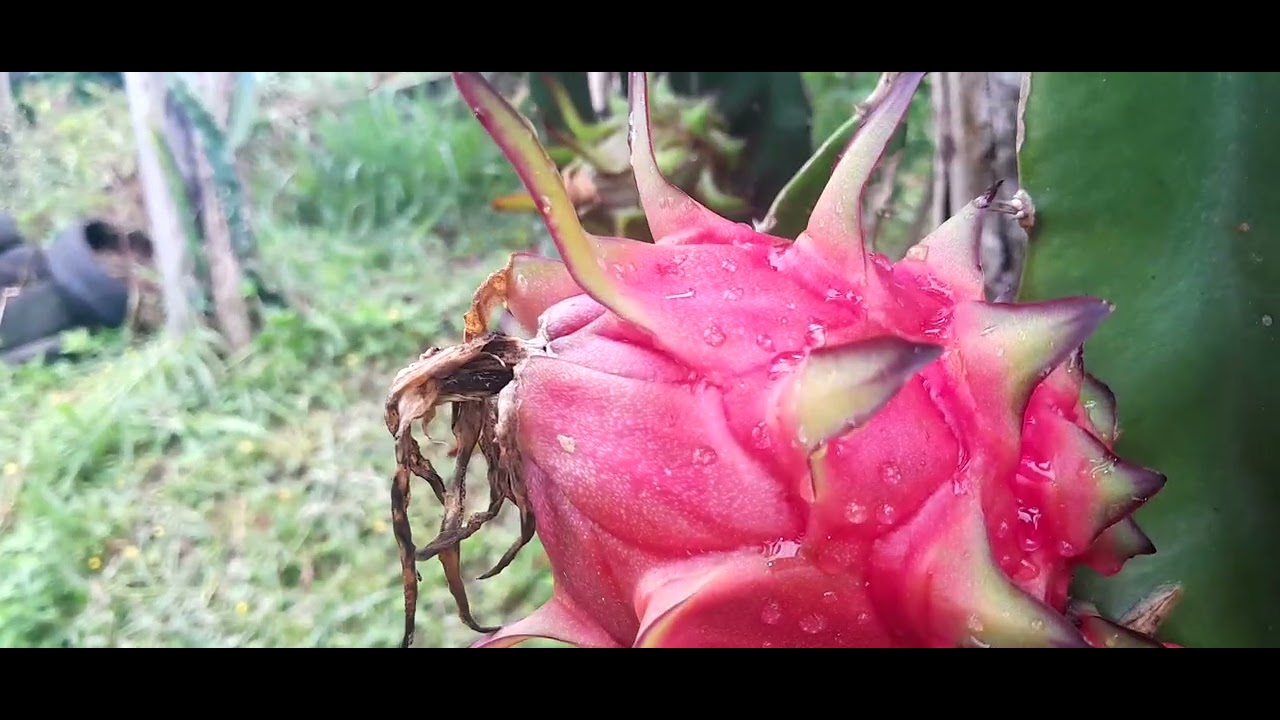 A colheita da pitaya chegou com tudo 