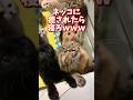 ネッコの動画で癒されたら寝ろｗｗｗ　#2ch #動物 #猫 #癒やし #ねこ動画