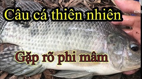 Câu cá tự nhiên, sông vàm cỏ Tây 