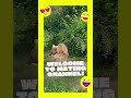 Animals mating channel | mate wild animals