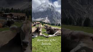 Alpine cows are worth hiking for travel dolomites italy cows