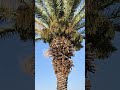 Masjid Addas | garden of Utbah | Al-Matinah area | Masjid | Grape Garden & Prophet Muhammad PBUH