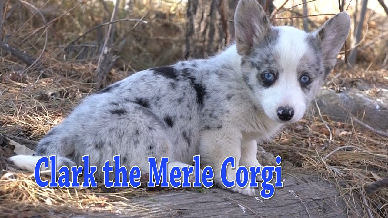 corgi blue merle puppy