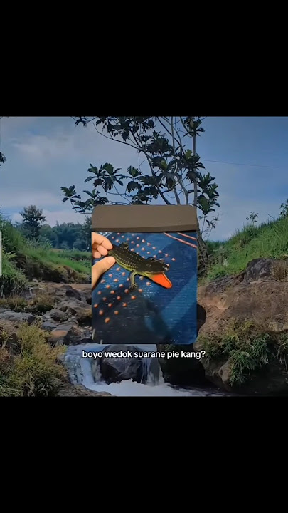 buaya betina suaranya gimana. #shorts #katakata #lucu