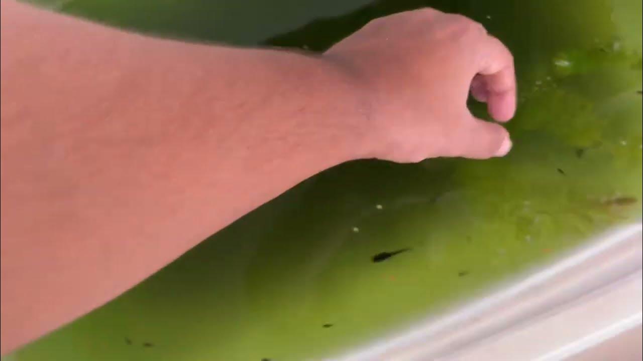 Cleaning my molly fish tank after a long time fish tank cleaning