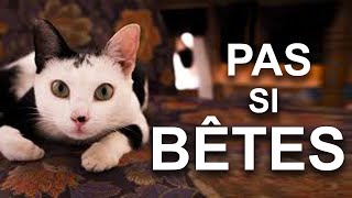 PAS SI BÊTES - PAROLE DE CHAT