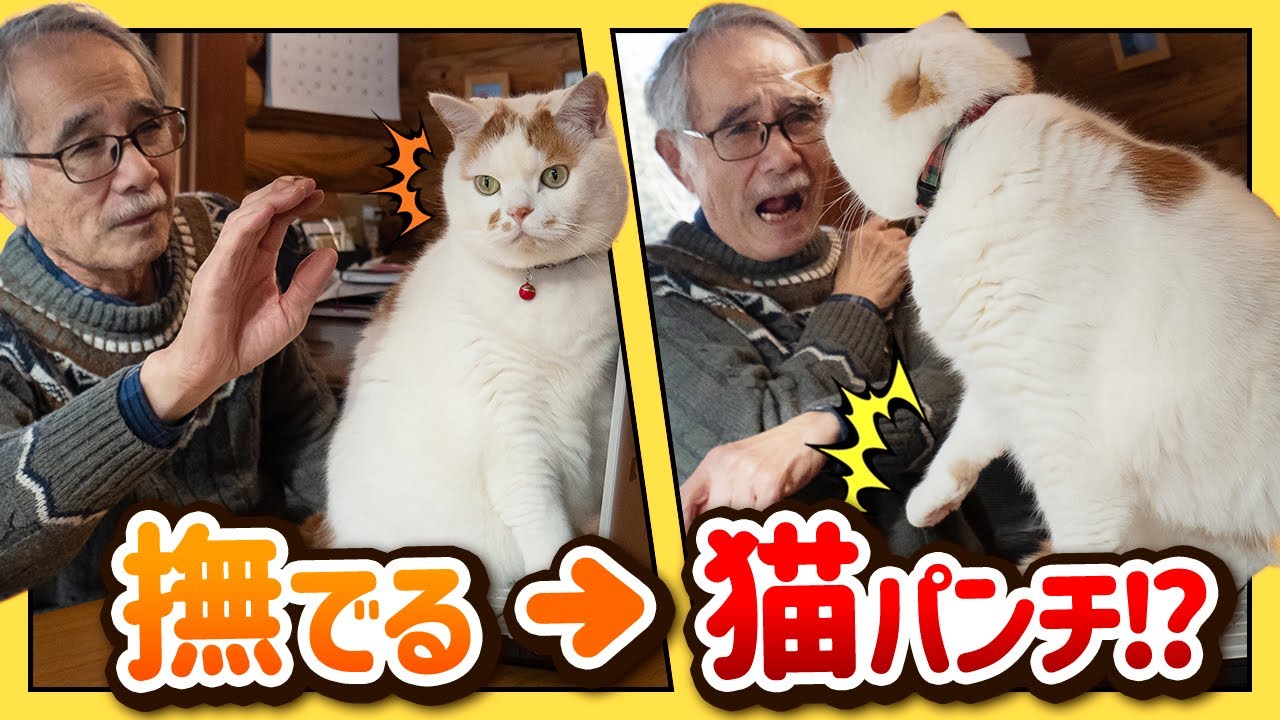 猫パンチするほど仲がいい お父さんとにゃんこの不思議な関係 Youtube